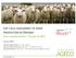LIFE CYCLE ASSESSMENT OF SHEEP