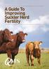 A Guide To Improving Suckler Herd Fertility