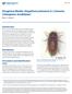 Drugstore Beetle, Stegobium paniceum (L.) (Insecta: Coleoptera: Anobiidae) 1