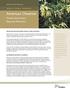 American Chestnut. Ontario Government Response Statement. Ministry of Natural Resources. Protecting and Recovering Species at Risk in Ontario