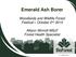 Emerald Ash Borer. Woodlands and Wildlife Forest Festival October 2 nd Allison Winmill MScF Forest Health Specialist