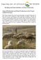 Herding and Dairy Initiative at Project Wadi Attir. Animal Husbandry and Dairy Production in the Negev: A Brief Overview