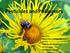 Pesticides and Pollinators. Gary Fish Maine Board of Pesticides Control 28 SHS Augusta, ME
