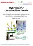 HybriScan I Lactobacillus brevis