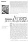 Occurrence ofviruses IN US GROUNDWATERS