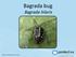 Bagrada bug Bagrada hilaris. Image credits: John Palumbo, University of Arizona