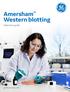 Amersham Western blotting