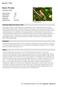 Brown Thrasher. Appendix A: Birds. Toxostoma rufum. New Hampshire Wildlife Action Plan Appendix A Birds-351