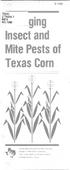 glng ' Insect and Mite Pests of Texas Corn
