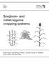 Sorghum- and millet-legume cropping systems