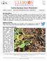 Cotton/Soybean Insect Newsletter