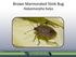 Brown Marmorated Stink Bug Halyomorpha halys. Photo: Susan Ellis, Bugwood.org #