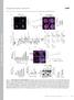 JCB. Supplemental material THE JOURNAL OF CELL BIOLOGY. Kimura et al.,