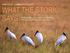 WHAT THE STORK SAYS. bird species in the Everglades reveals the intricacies of a threatened ecosystem