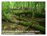 EU processes addressing forest conservation: the Natura 2000 and forestry guidelines