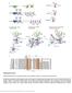 Nature Structural & Molecular Biology: doi: /nsmb Supplementary Figure 1