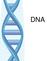 What is DNA? DEOXYRIBONUCLEIC ACID