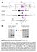 Supplementary Fig. 1 Generation and genotyping of ThPOK / mice