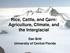 Rice, Cattle, and Corn: Agriculture, Climate, and the Interglacial. Dan Britt University of Central Florida