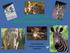 Saint Louis Zoo 2010 Sustainability Report. Patrick Williamson Director, Purchasing & Distribution